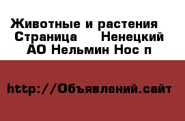  Животные и растения - Страница 2 . Ненецкий АО,Нельмин Нос п.